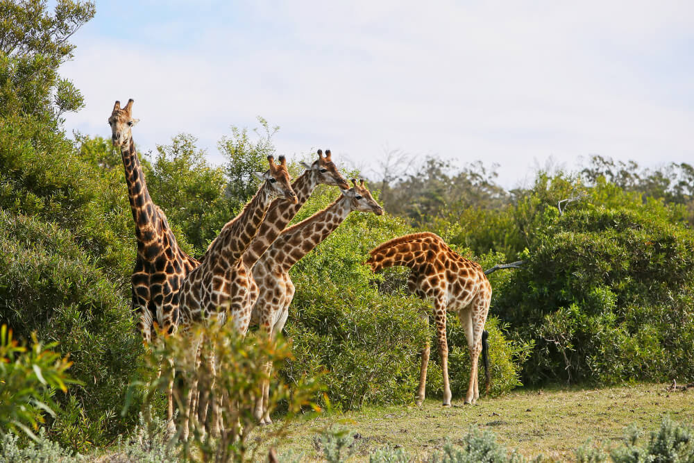 Serengeti National Park