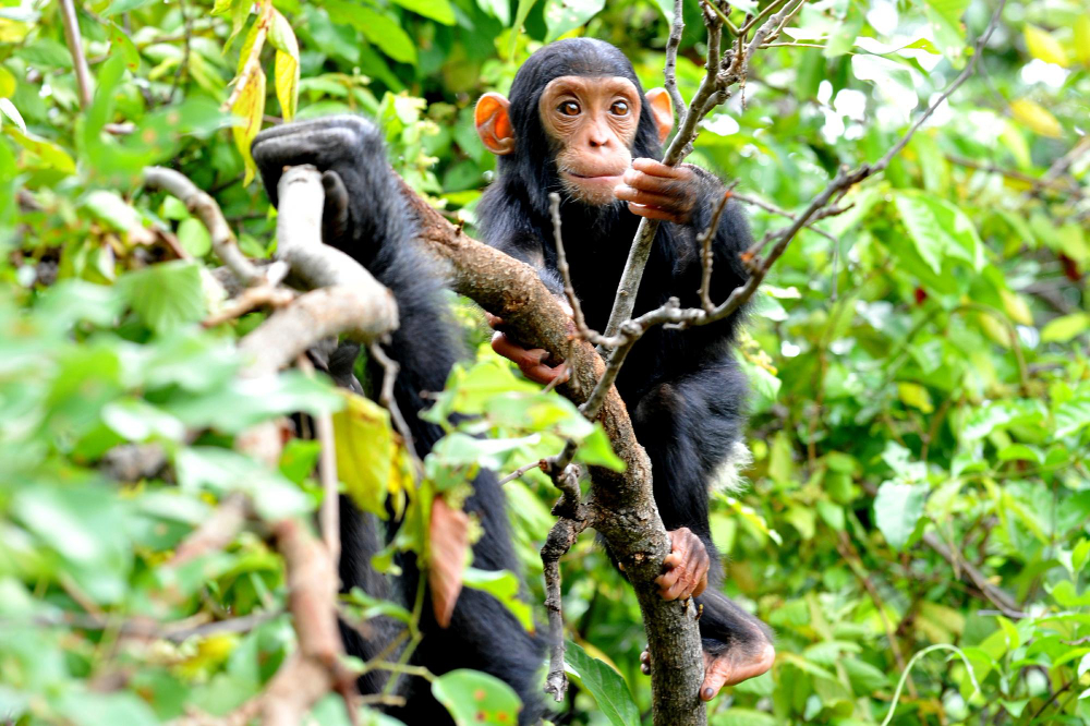 3 Days Chimp Trekking Uganda