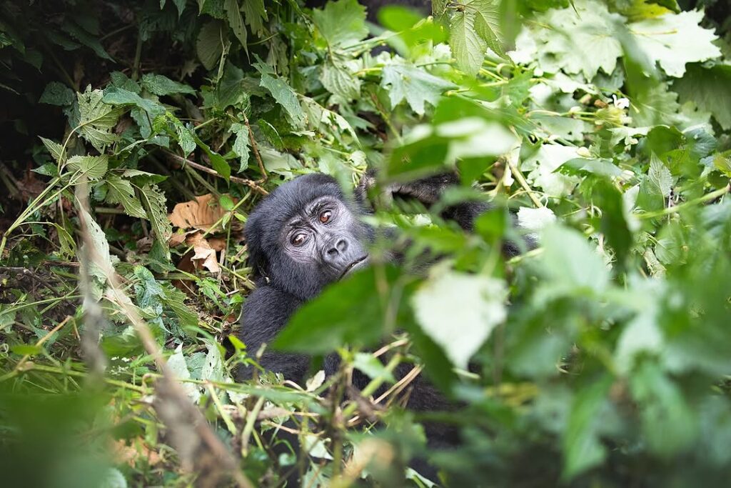6 Days Rwanda Classic Primate Safari