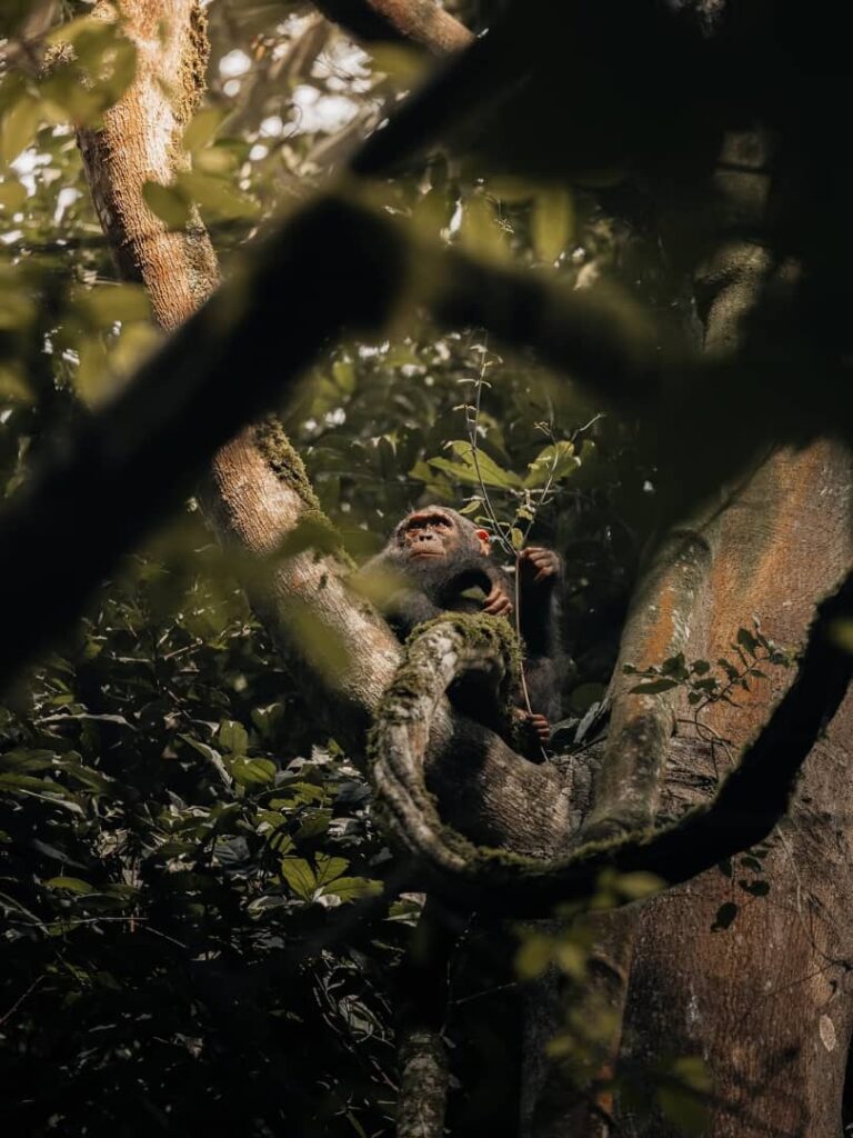 3 Days Rwanda Gorilla Trekking