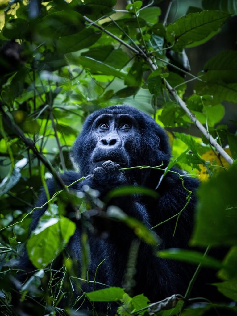 How many days are needed for a Uganda safari?