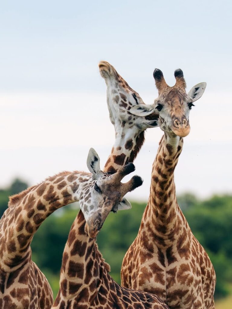 5 days Kenya: a beautiful road trip