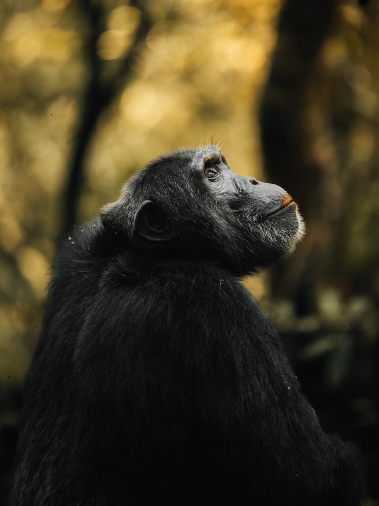 10 DAYS UGANDA SAFARI,RHINOS, FORESTS AND LAKES