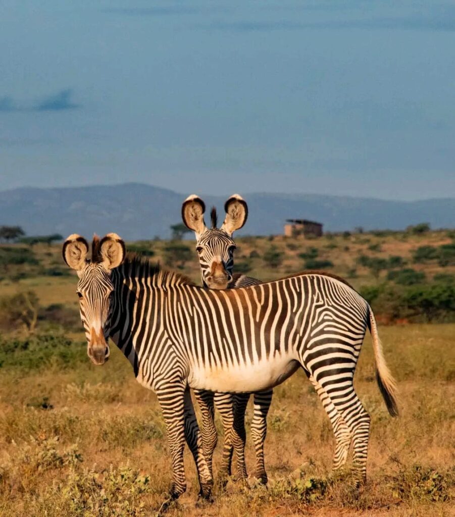 4-Day Northern Tanzania Safari Experience