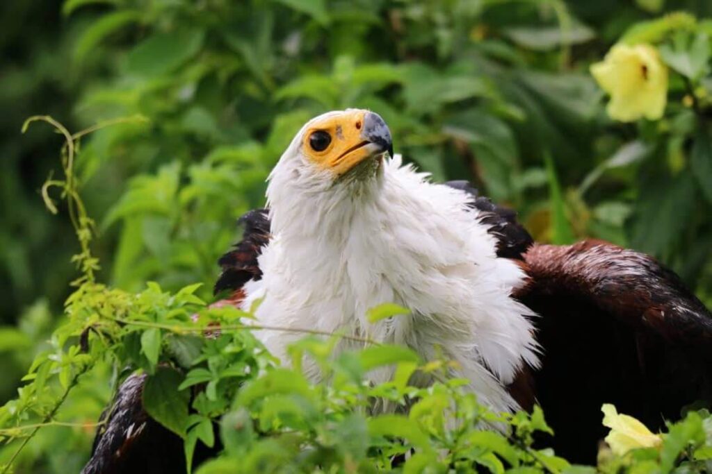 Murchison Falls Birding safari 4 Days