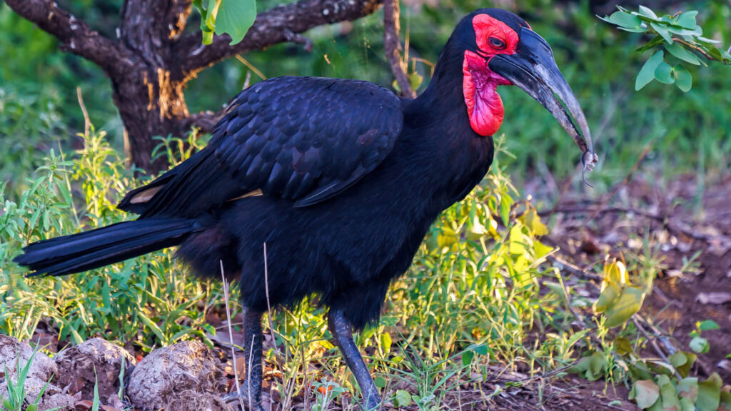 Best Birding Photography Spots Uganda