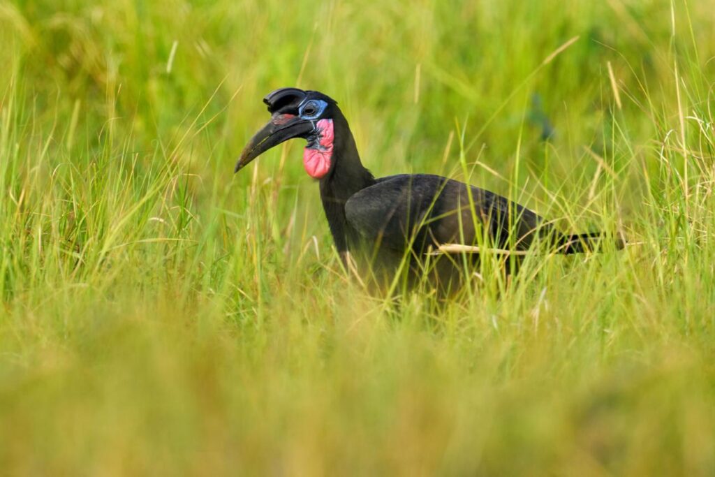 4-Day Murchison Falls Birding Tour