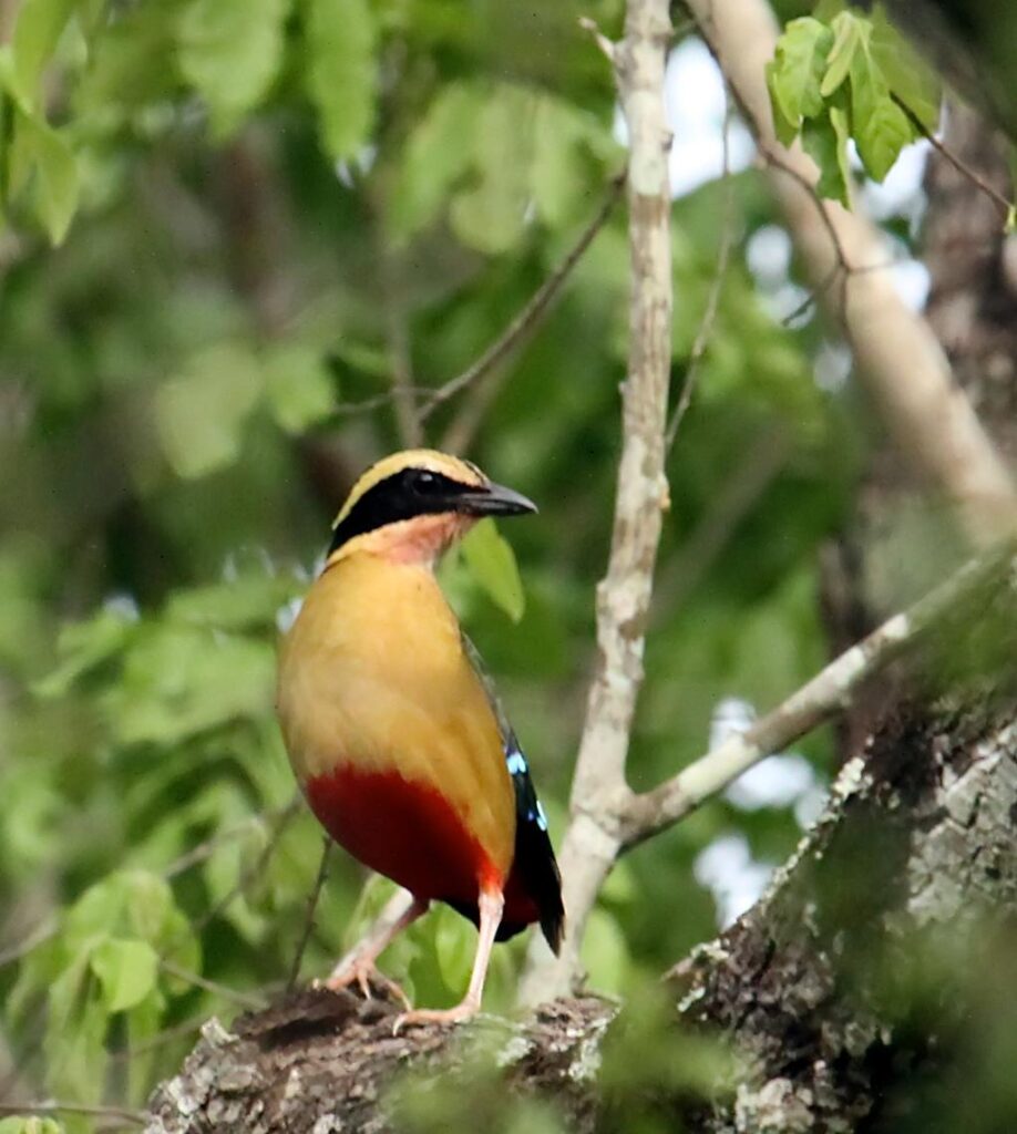 4-Day Kibale Forest Birding Tour