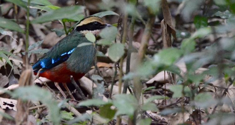 10-Day Birding Photography Safari Uganda