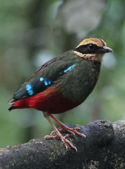 9-Day Luxury Birding Tour Uganda