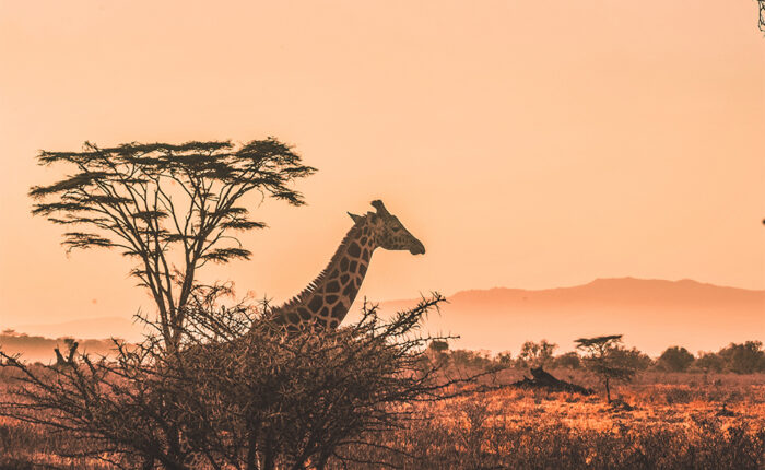 6 Must-Visit Wildlife Reserves in Tanzania for Safari Lovers