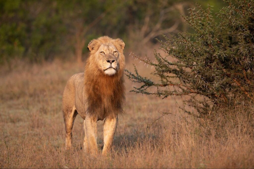 The Best National Parks in Tanzania
