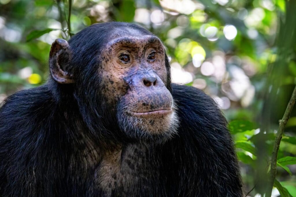 7-Day Uganda Photographic Safari