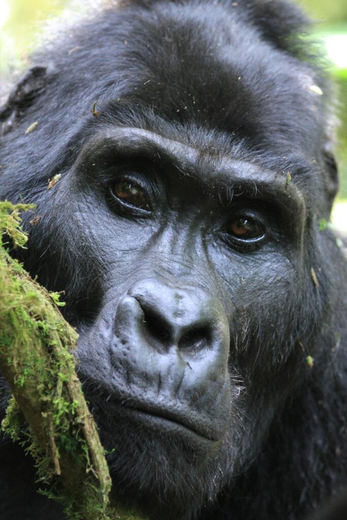 6-Day Uganda Photographic Safari